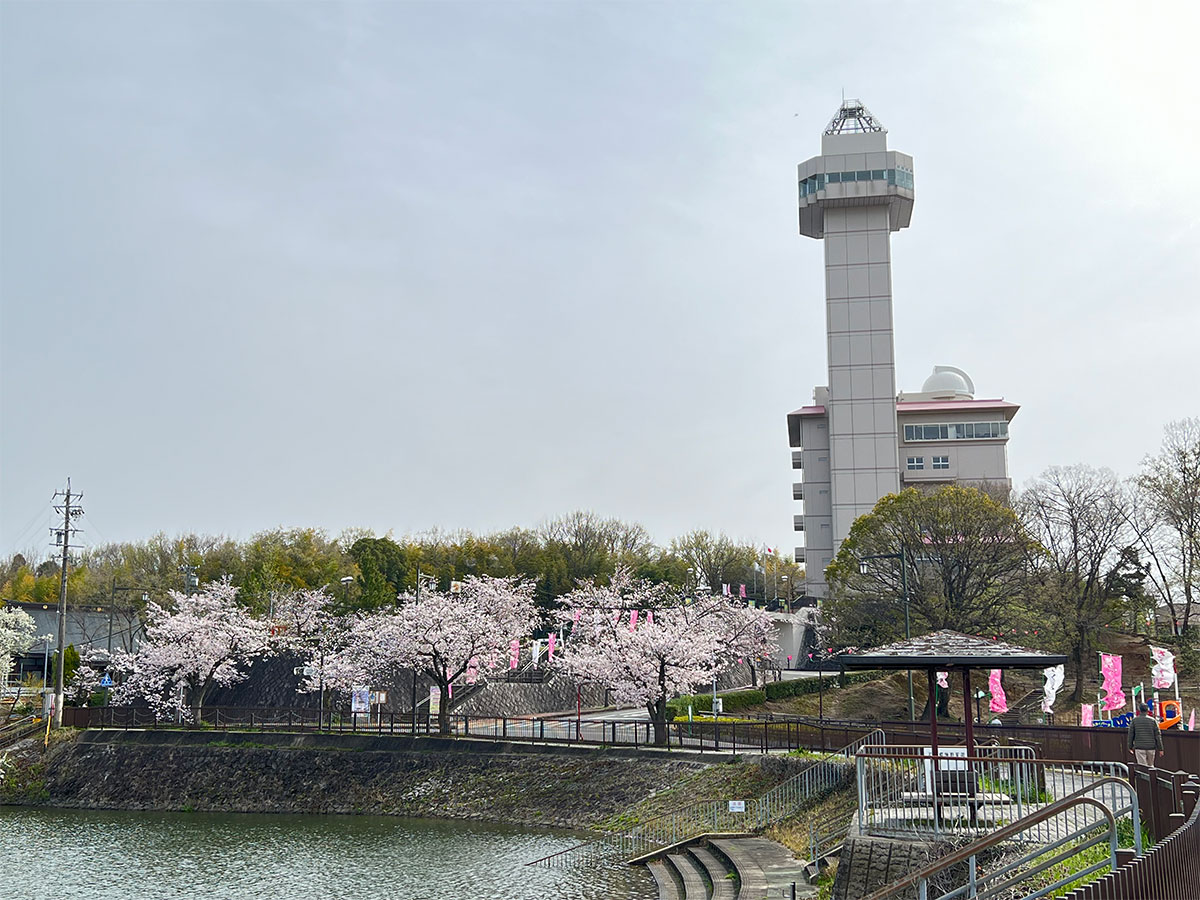 尾張旭・城山公園櫻花節