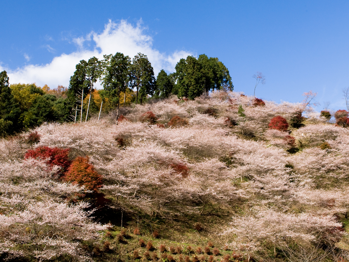 小原四季桜まつり（愛知の紅葉）