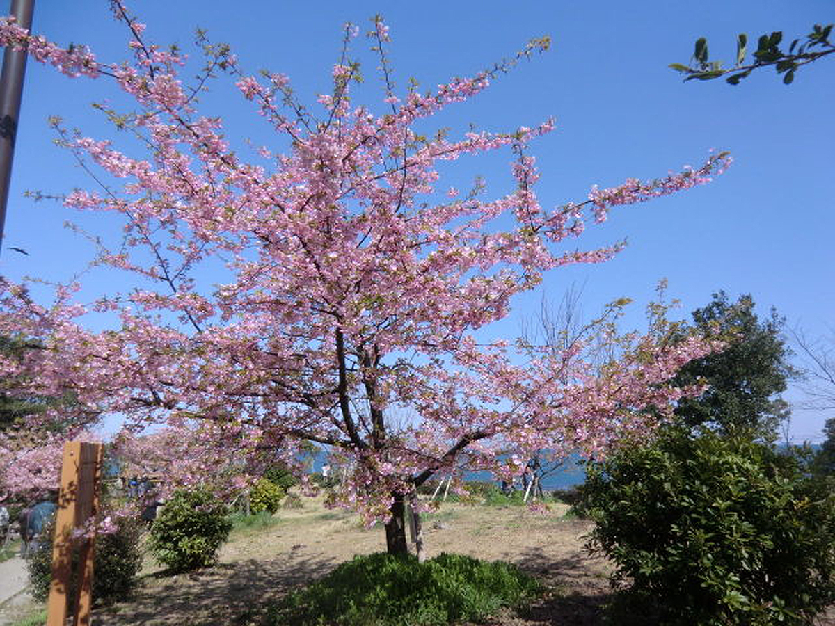 聖崎公園の河津桜