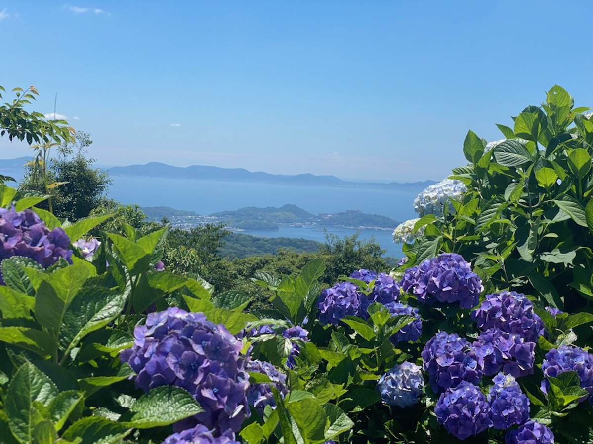 三ヶ根山あじさいまつり