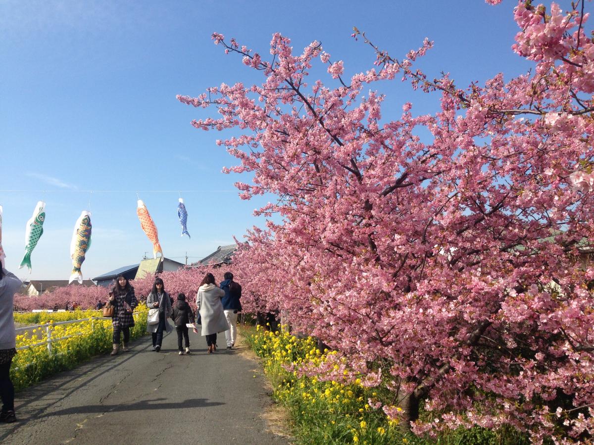 免々田川 菜の花・桜まつり