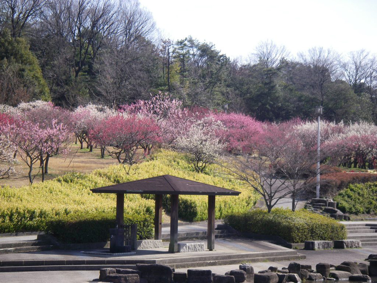 大高緑地 花梅まつり