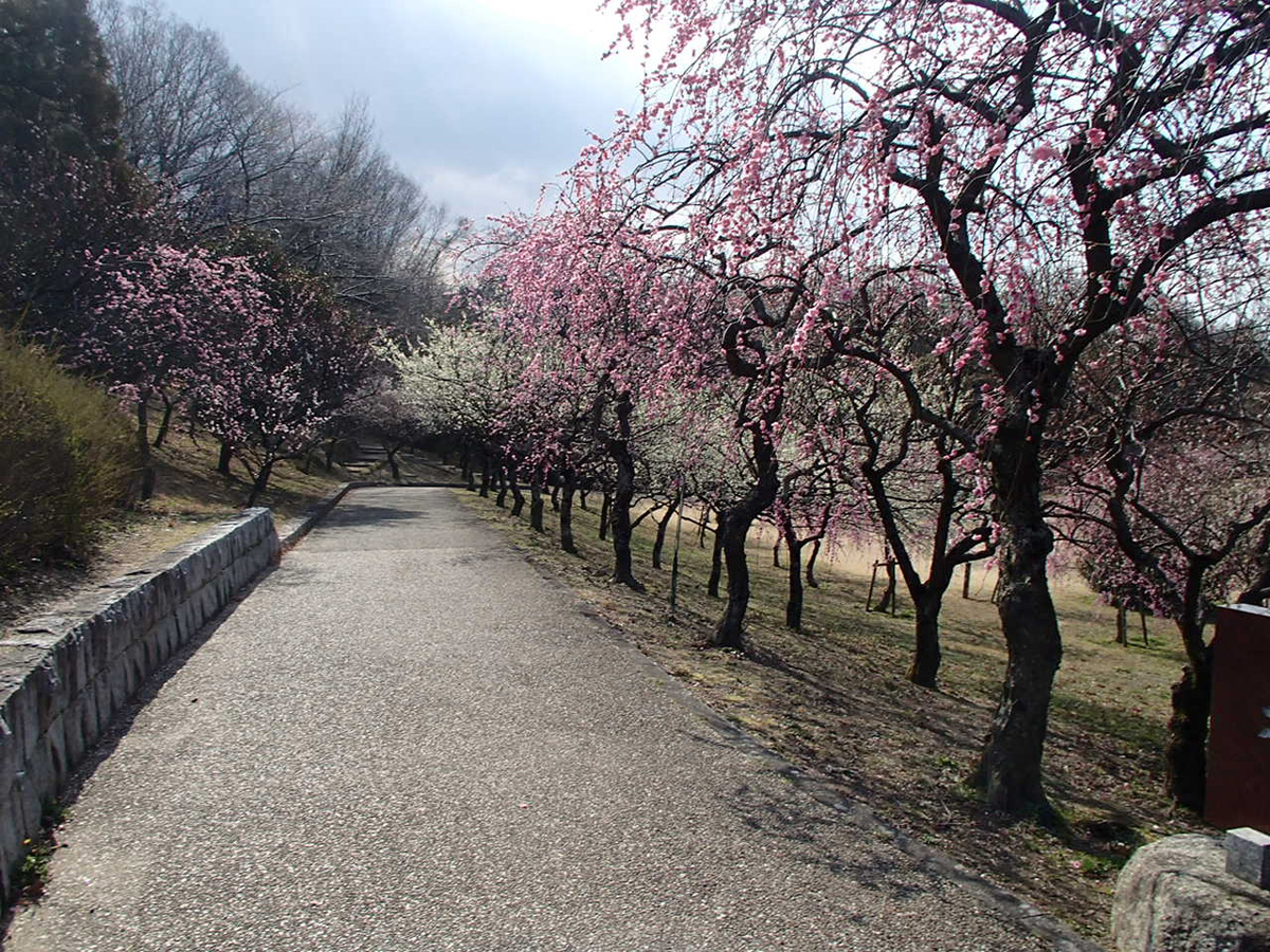 平芝公園梅まつり