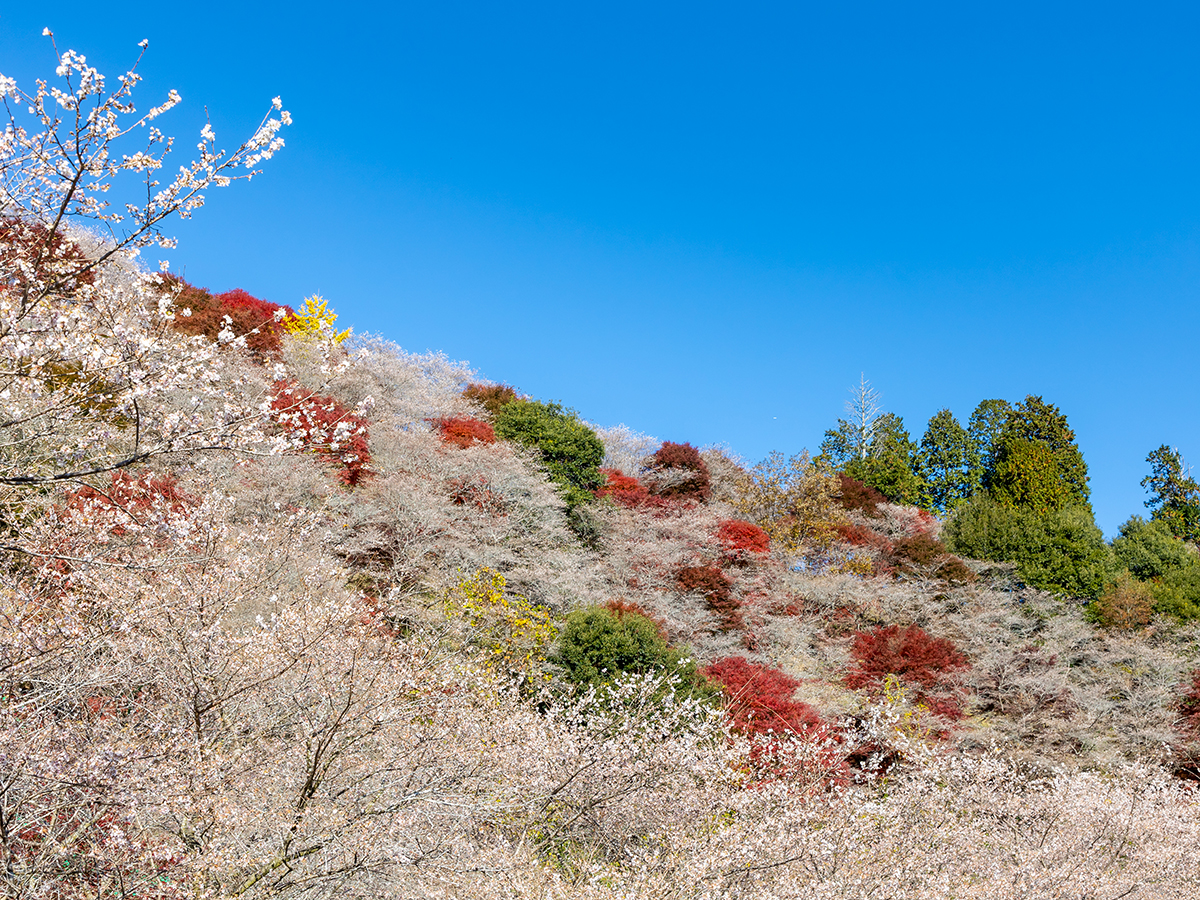 小原四季桜まつり（愛知の紅葉）