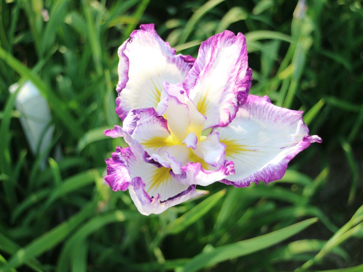 萬葉公園高松分園　花しょうぶ祭