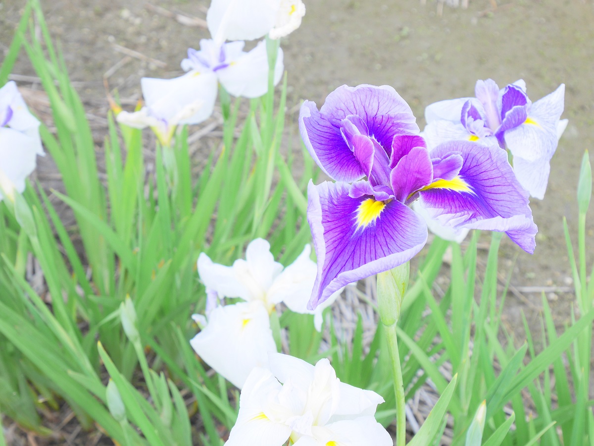 碧南市 花しょうぶまつり