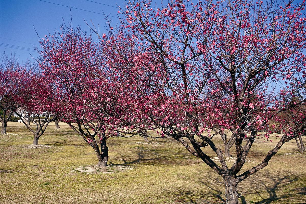 南公園梅まつり