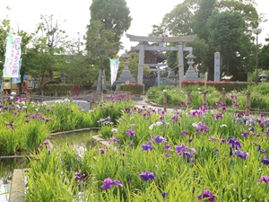 萬葉公園高松分園　花しょうぶ祭