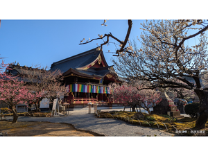 岩津天満宮　梅まつり