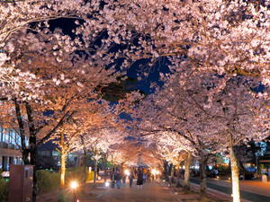 とよかわ桜まつり