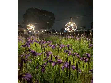 花かつみまつり