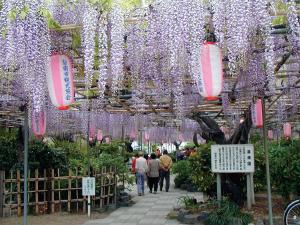 広藤園藤まつり
