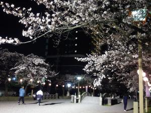 国府宮桜ライトアップ