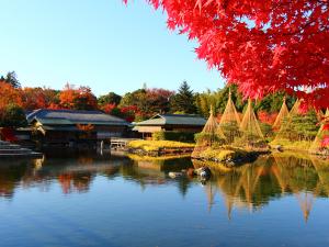 白鳥庭園「観楓会 紅葉茶会」