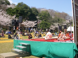 平戸橋桜まつり