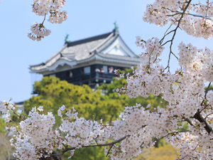 岡崎の桜まつり