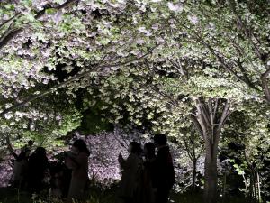宵の八重桜さんぽ