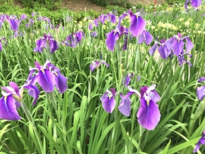 賀茂しょうぶ園 花しょうぶまつり