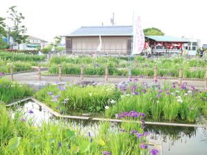 萬葉公園高松分園　花しょうぶ祭