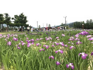 賀茂しょうぶ園 花しょうぶまつり