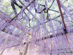 尾張津島藤まつり（天王川公園）