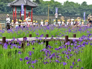 花かつみまつり
