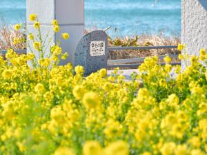 渥美半島菜の花まつり