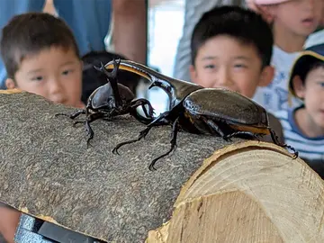 138タワーパーク「サマーフェスタ」