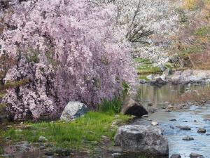 白鳥庭園 観桜会