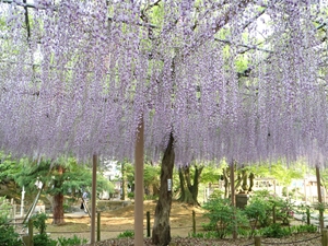 こうなん藤まつり　曼陀羅寺公園