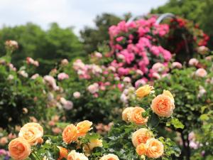 初夏の華まつり～バラ・ハナショウブ～