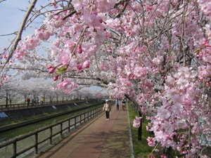 稲沢市　へいわさくらまつり