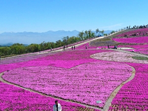 茶臼山高原芝桜まつり