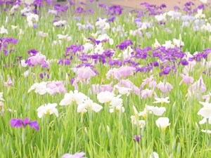 碧南市 花しょうぶまつり
