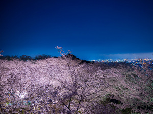 とよかわ桜まつり