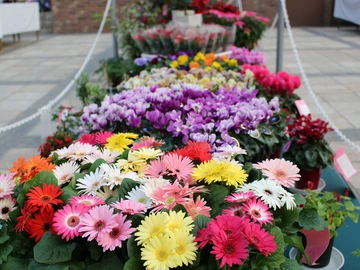 あいち花マルシェ