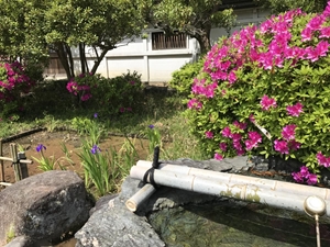 史跡八橋かきつばたまつり