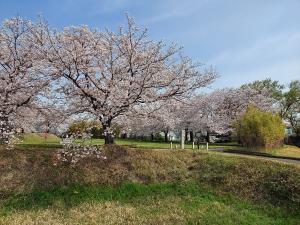 第5回 豊明市桜フォトコンテスト