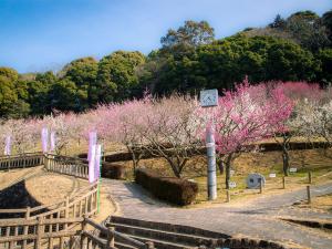 赤塚山公園 梅まつり