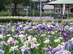 碧南市 花しょうぶまつり