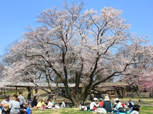 138タワーパーク さくら祭り