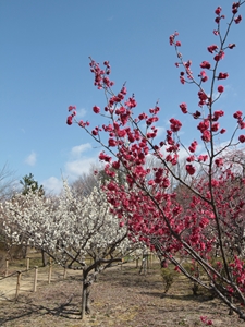 平芝公園梅まつり