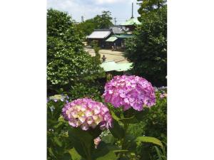 稲沢あじさいまつり