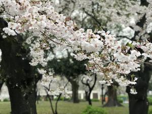 鶴舞公園 桜まつり