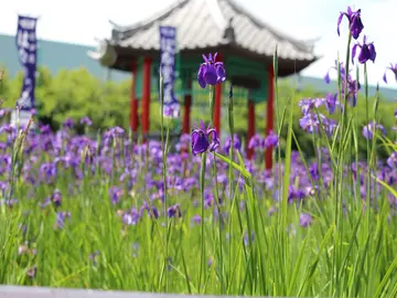 花かつみまつり