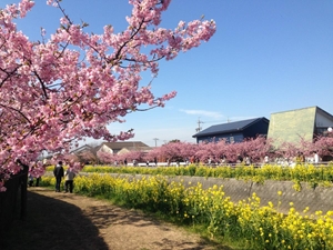 免々田川 菜の花・桜まつり