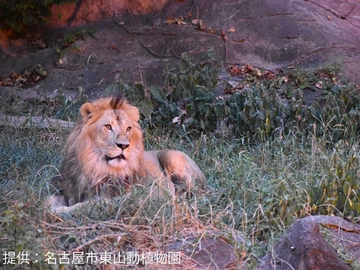 東山動植物園 ナイトZOO
