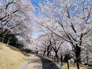 大池公園桜まつり