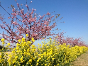 免々田川 菜の花・桜まつり