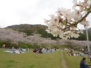 滝頭桜まつり